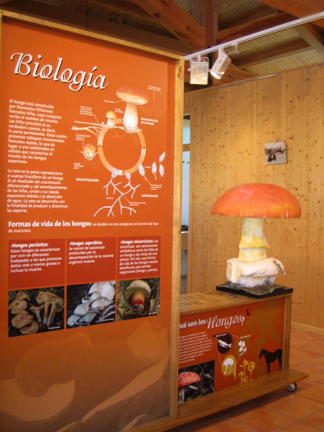 imago navaleno micologico 2